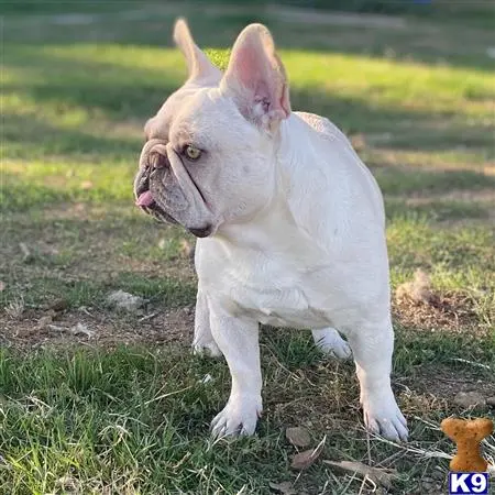 French Bulldog stud dog